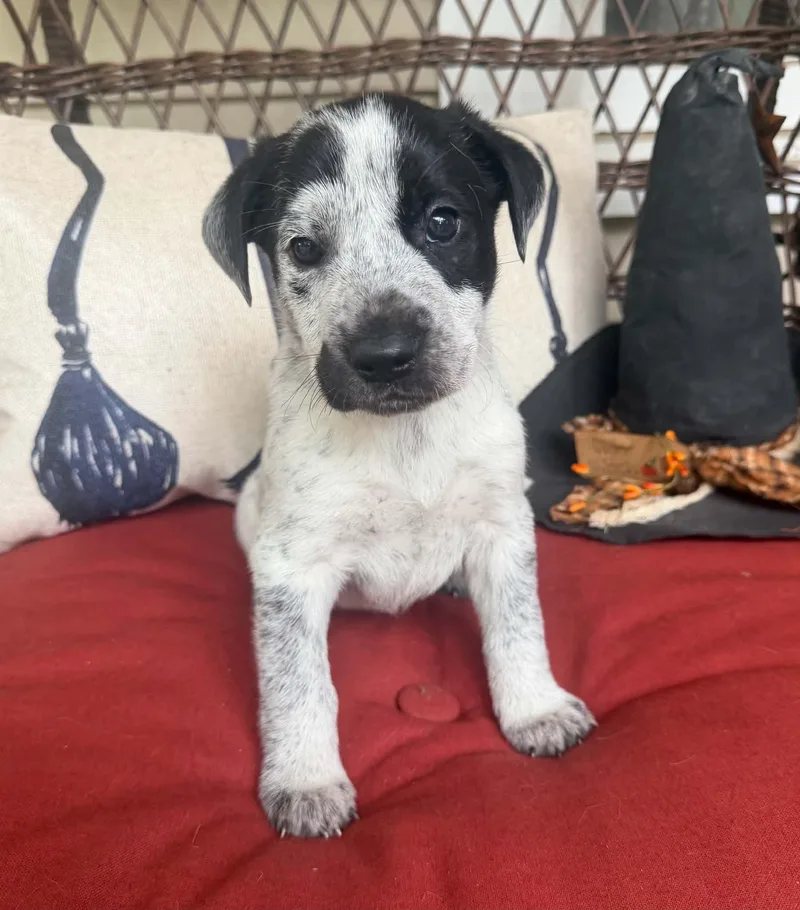 A baby medium-sized male White / Cream American Staffordshire Terrier dog named Vincent for adoption in Blairstown, NJ
