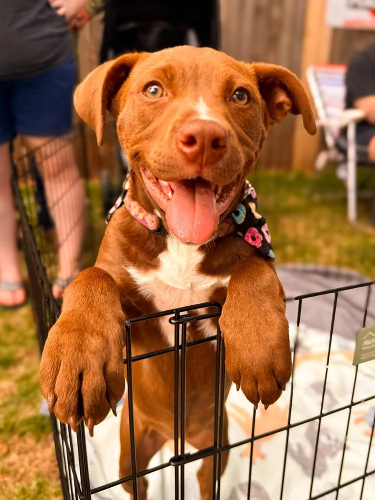 A baby large-sized female Brown / Chocolate Terrier dog named Donut for adoption in Shawnee, OK