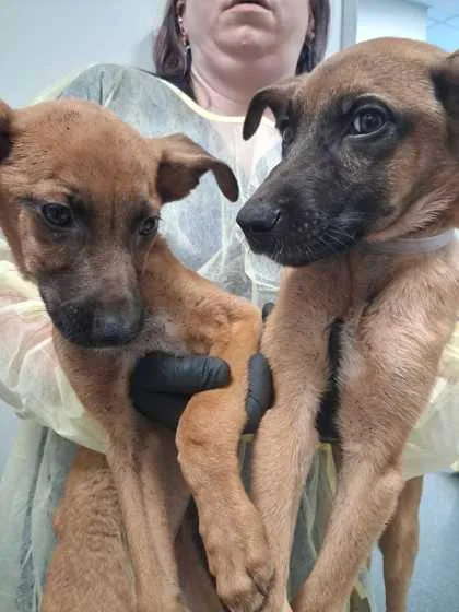 A baby medium-sized female Mountain Cur dog named Xerox for adoption in Sevierville, TN