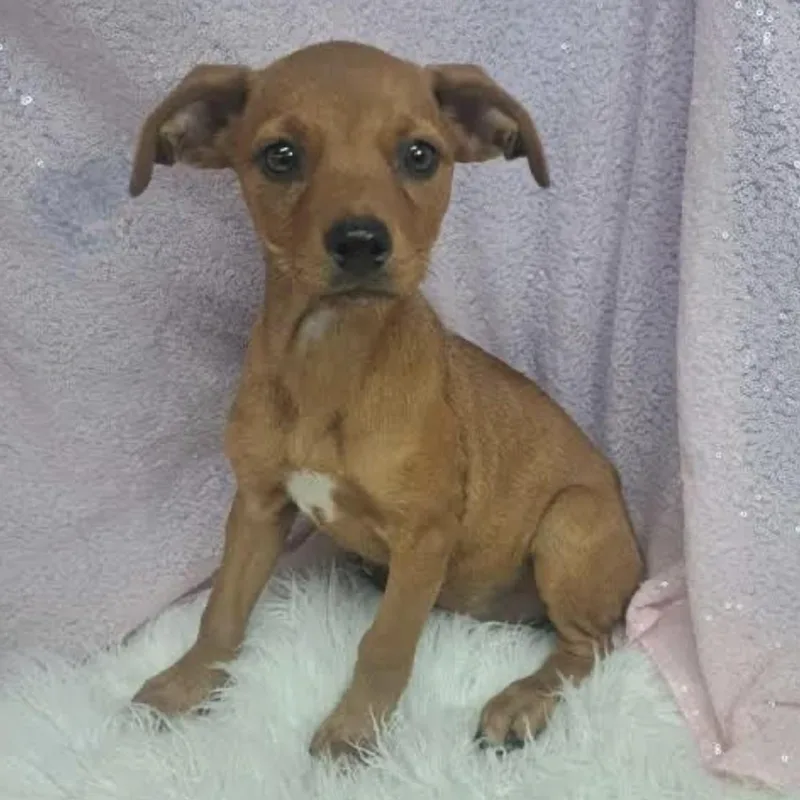 A baby medium-sized female Yellow / Tan / Blond / Fawn Hound dog named Truffle for adoption in Cedarburg, WI