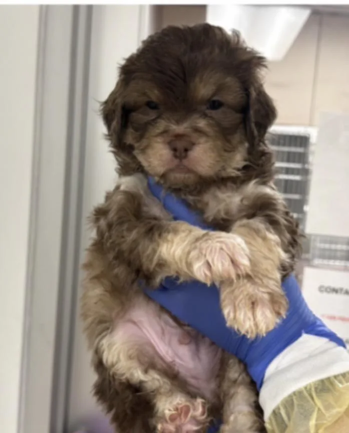 A baby medium-sized male Poodle dog named Tomato for adoption in Copiague, NY