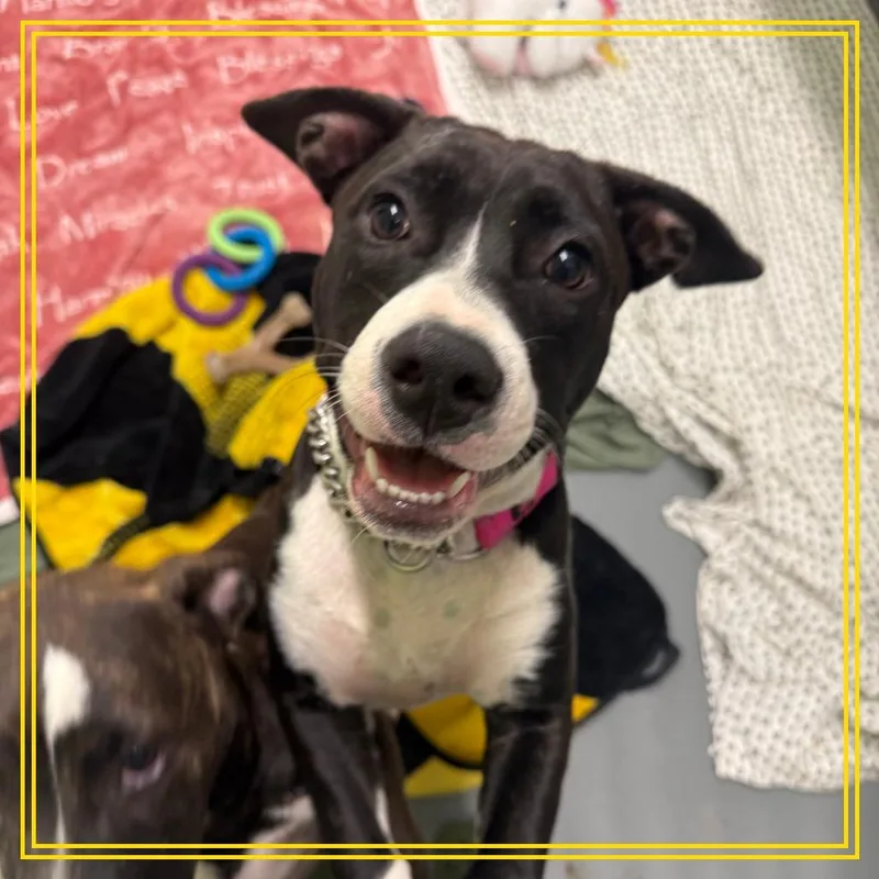 A young medium-sized female Mixed Breed dog named Moon Pie for adoption in Austin, TX