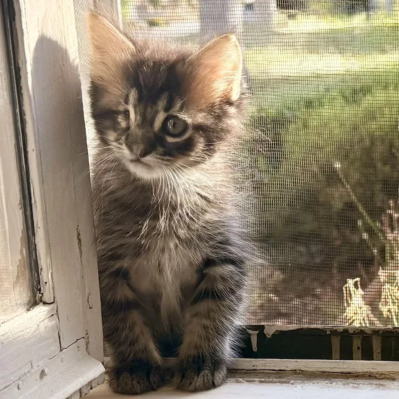 A baby small-sized male Brown / Chocolate Domestic Short Hair cat named Dill for adoption in Los Angeles, CA