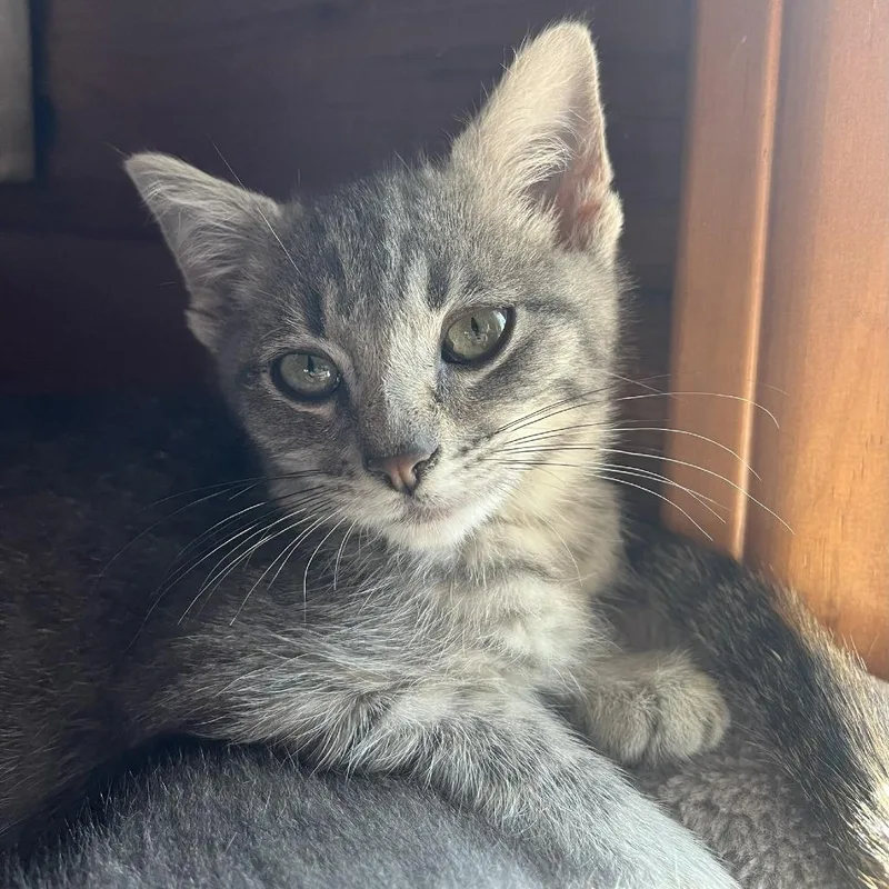 A baby small-sized male Gray / Blue / Silver Domestic Short Hair cat named Teddy for adoption in Santa Rosa, CA