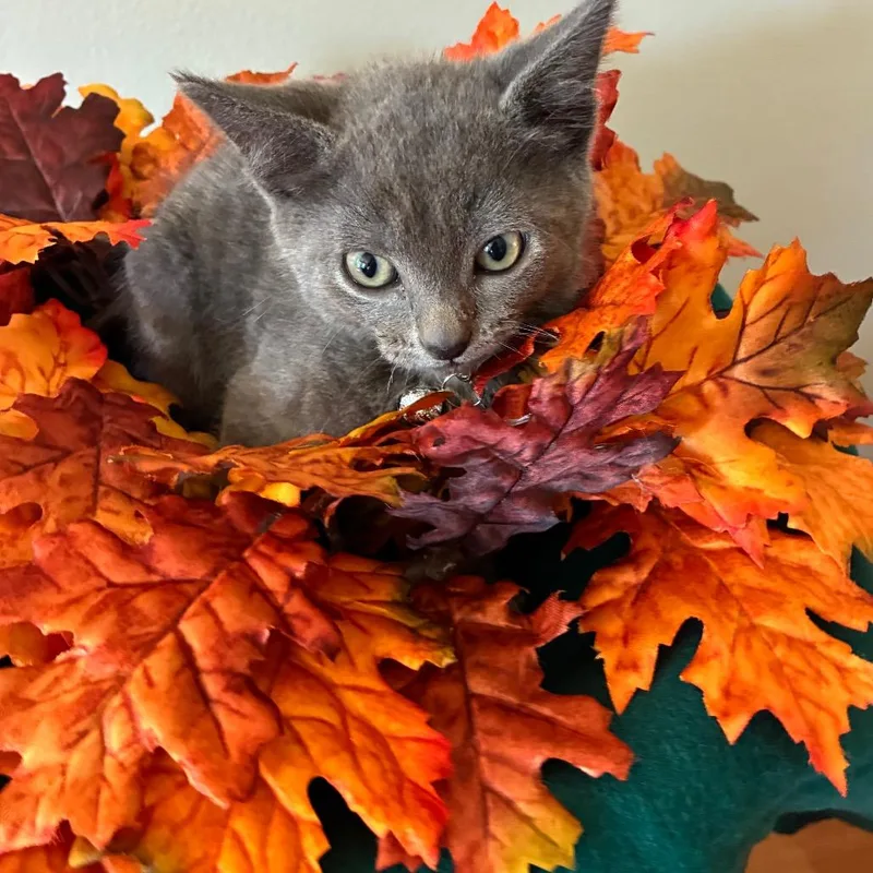 A baby small-sized male Gray / Blue / Silver Domestic Short Hair cat named Louie for adoption in Evansville, IN