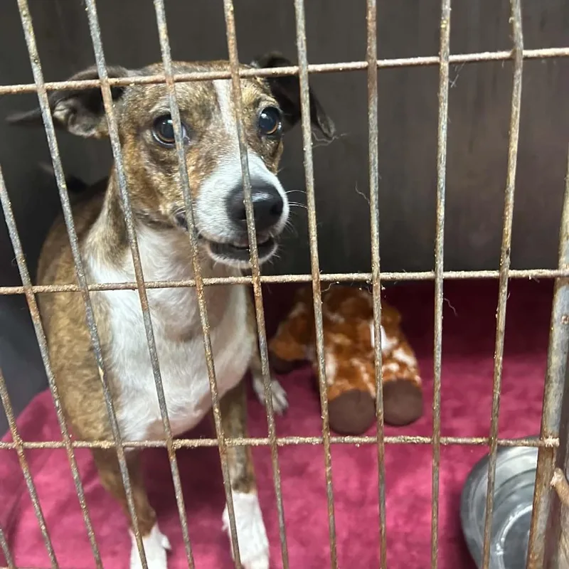 An adult small-sized female Brindle Italian Greyhound dog named Jo for adoption in Tyler, TX
