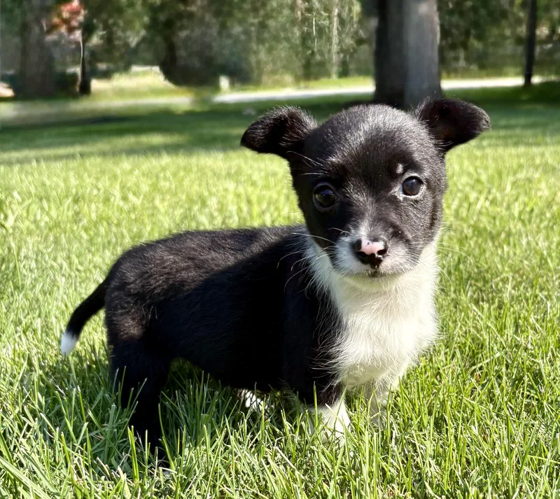 A baby small-sized female Schnauzer dog named Bella for adoption in Chesterfield, MI