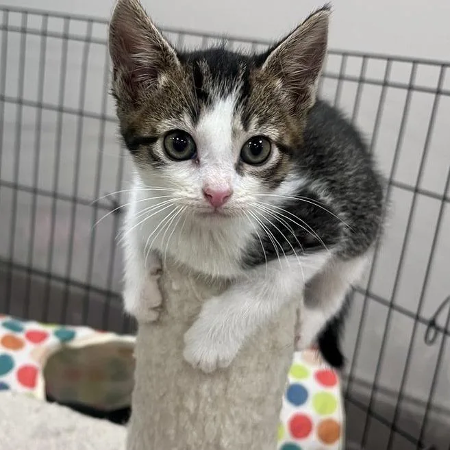 A baby small-sized female Domestic Short Hair cat named Auri for adoption in Woodstock, GA