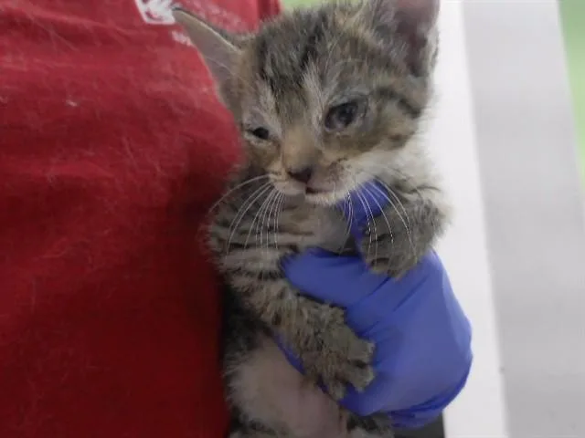 A baby small-sized male Domestic Short Hair cat named Pepe for adoption in Omaha, NE