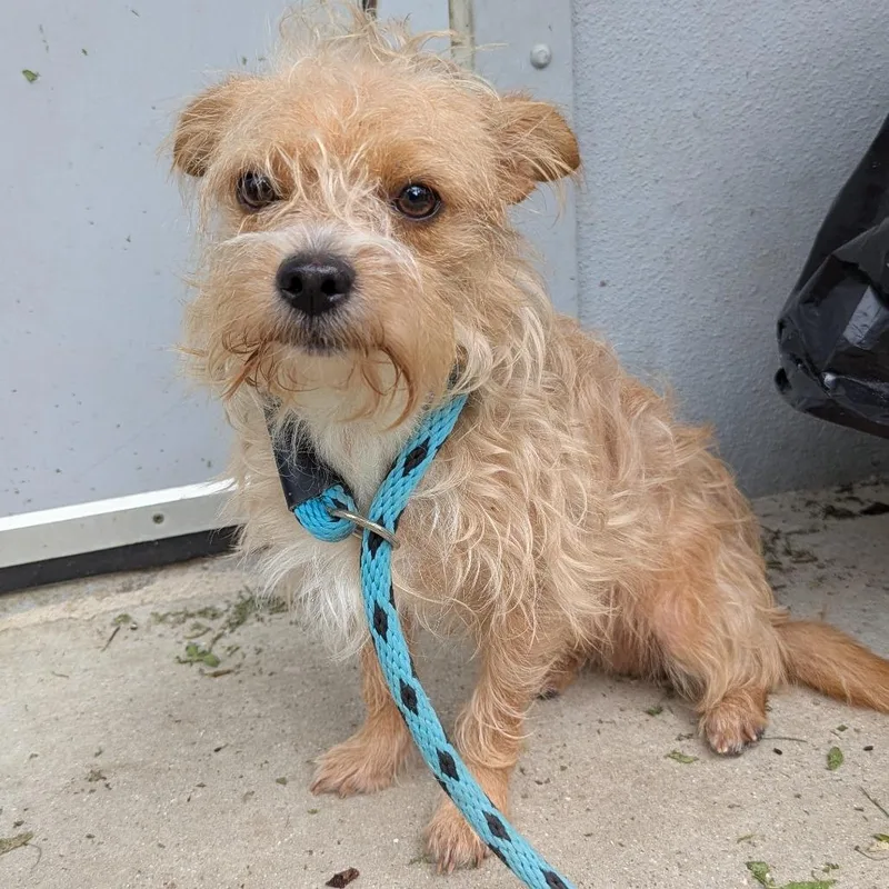 A young small-sized male Yellow / Tan / Blond / Fawn Mixed Breed dog named Travis for adoption in Naples, FL