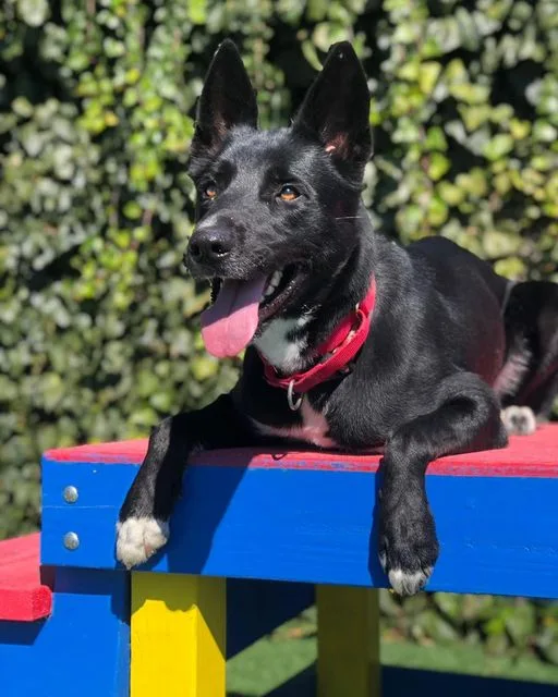 An adult large-sized male Black Border Collie dog named Koda for adoption in Vallejo, CA