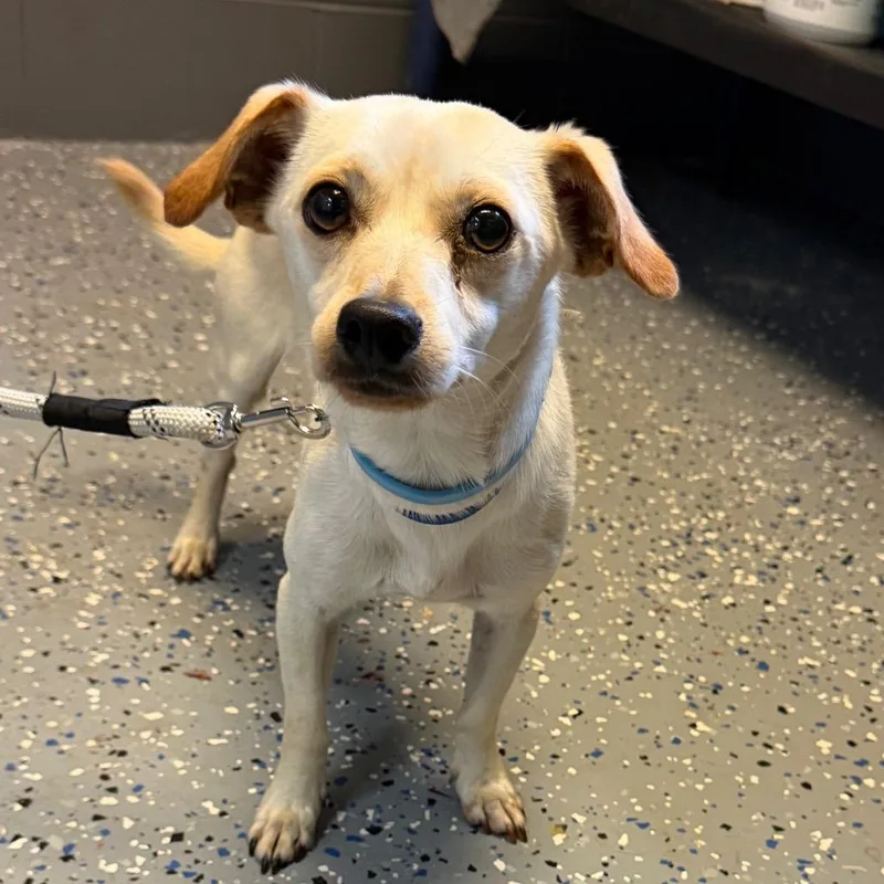 A baby small-sized male Yellow / Tan / Blond / Fawn Chihuahua dog named TUSCStray for adoption in Tuscaloosa, AL