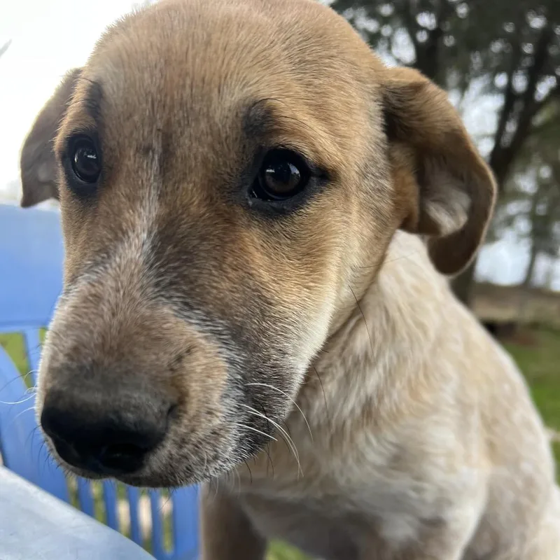 Princess Priya thumbnail 4