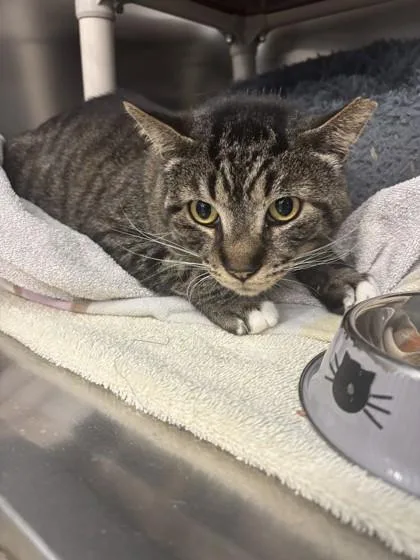 An adult small-sized male Domestic Short Hair cat named Grayson for adoption in Scotia, NY