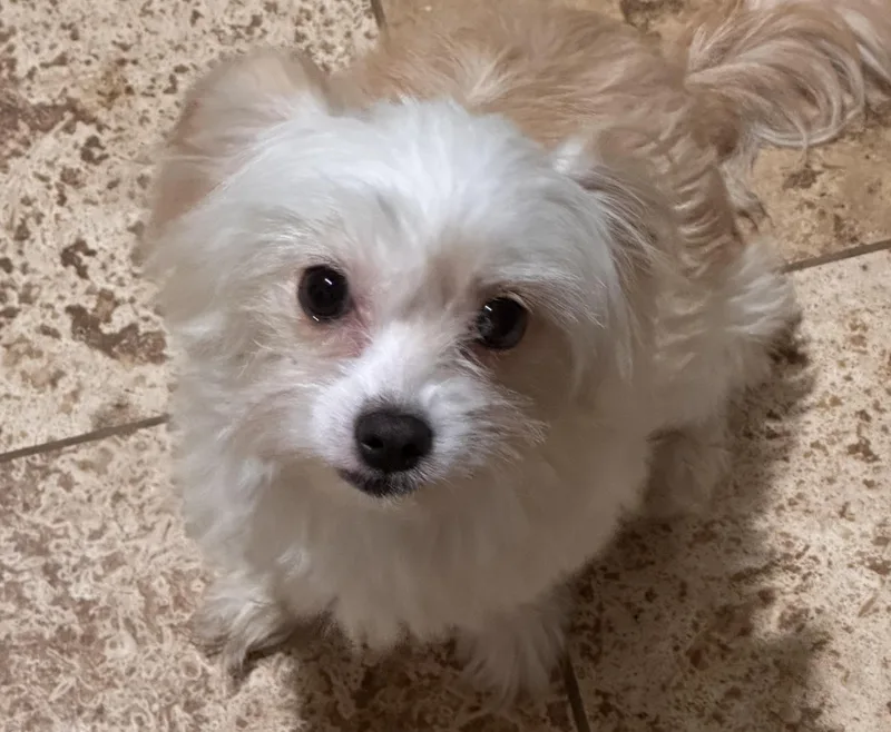 A young small-sized female White / Cream Maltese dog named Little Star for adoption in Topanga, CA
