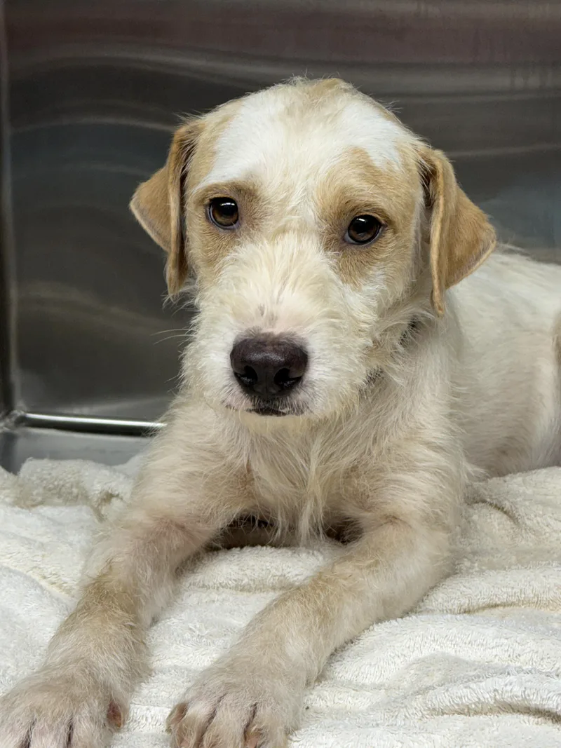 An adult medium-sized male White / Cream Irish Terrier dog named Griffon for adoption in Pawleys Island, SC