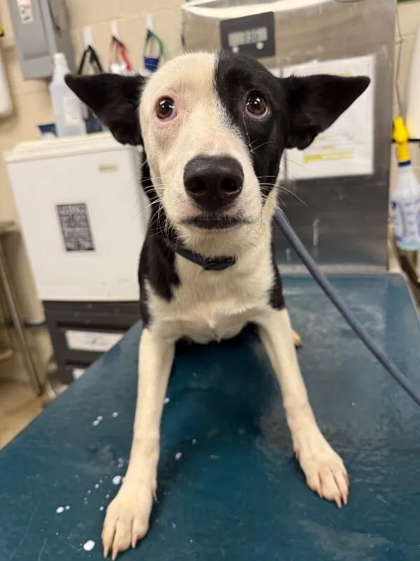 An adult medium-sized female Black Mixed Breed dog named Jada for adoption in Mobile, AL