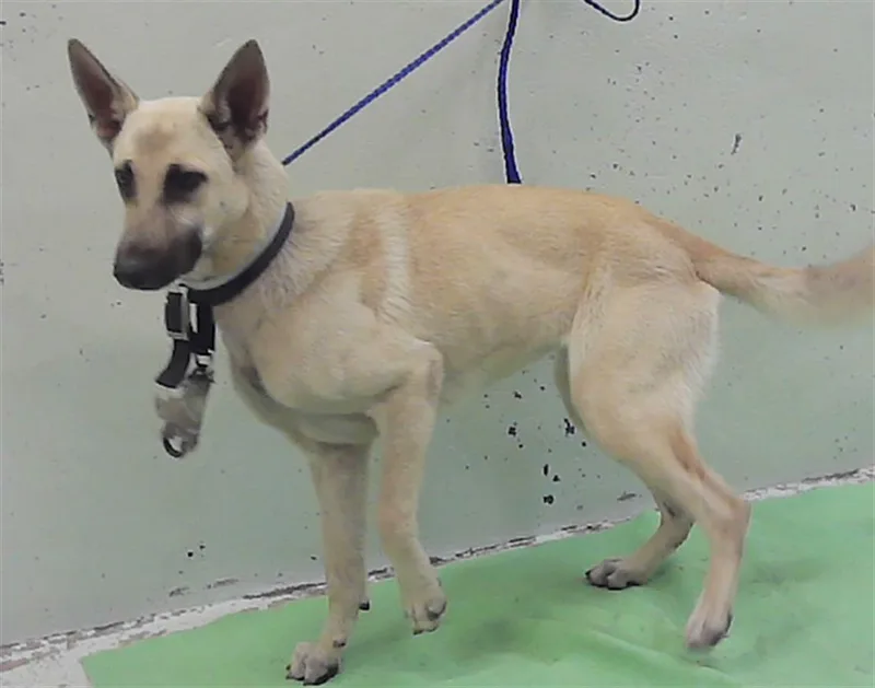 A young medium-sized female Belgian Shepherd / Malinois dog named Tyga for adoption in Houston, TX
