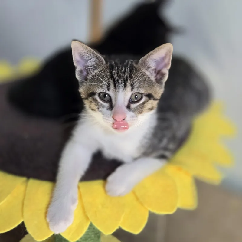 A baby medium-sized male Tabby (Gray / Blue / Silver) Domestic Short Hair cat named Chance for adoption in Mansfield, TX