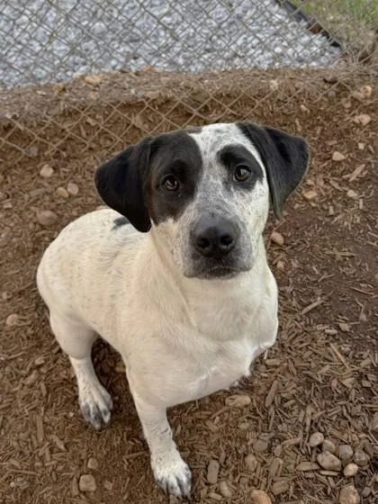 An adult medium-sized female Hound dog named Savannah for adoption in Cumming, GA