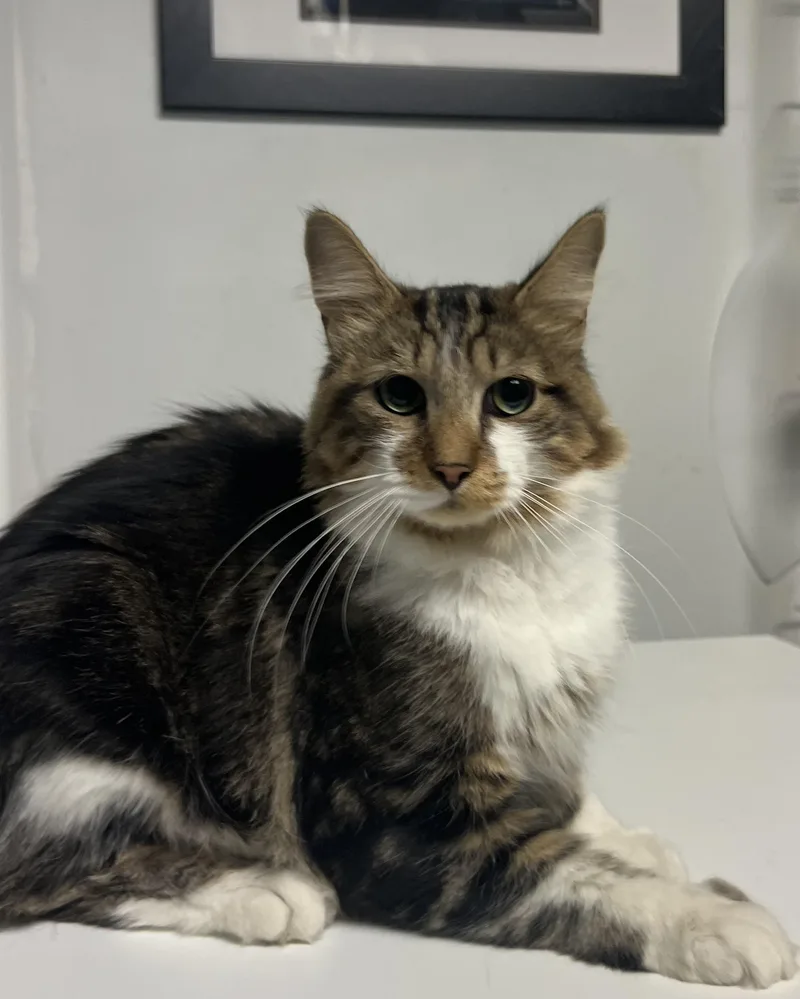 A young medium-sized male Tabby (Buff / Tan / Fawn) Domestic Long Hair cat named Hemingway for adoption in Gaithersburg, MD
