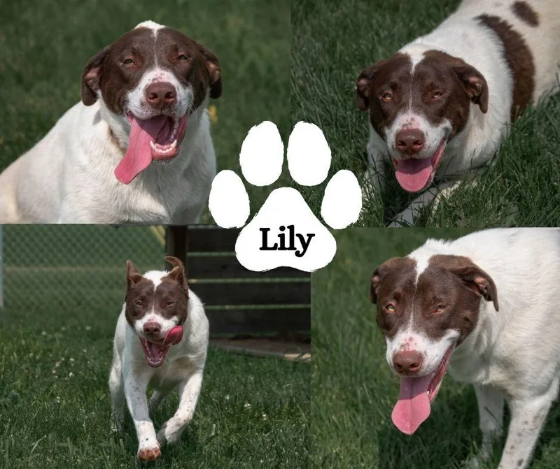 A young medium-sized female White / Cream Mixed Breed dog named Lily for adoption in Winchester, KY
