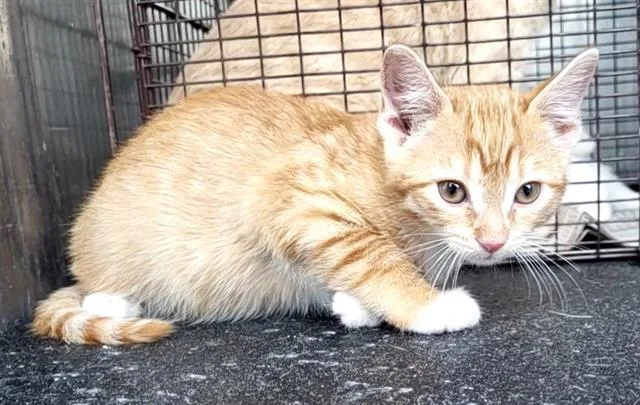 A baby small-sized male Domestic Short Hair cat named Reese for adoption in San Antonio, TX