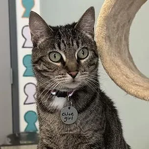 A senior small-sized female Brown / Chocolate Domestic Short Hair cat named Chloe McCracken for adoption in Merrifield, VA