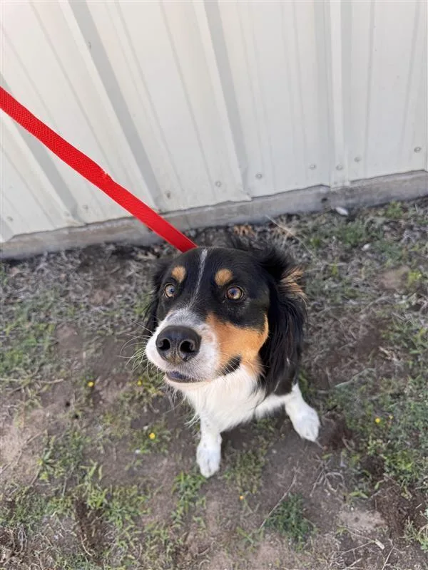 A young medium-sized male Tricolor (Brown, Black, & White) Border Collie dog named Skywalker for adoption in Jenks, OK