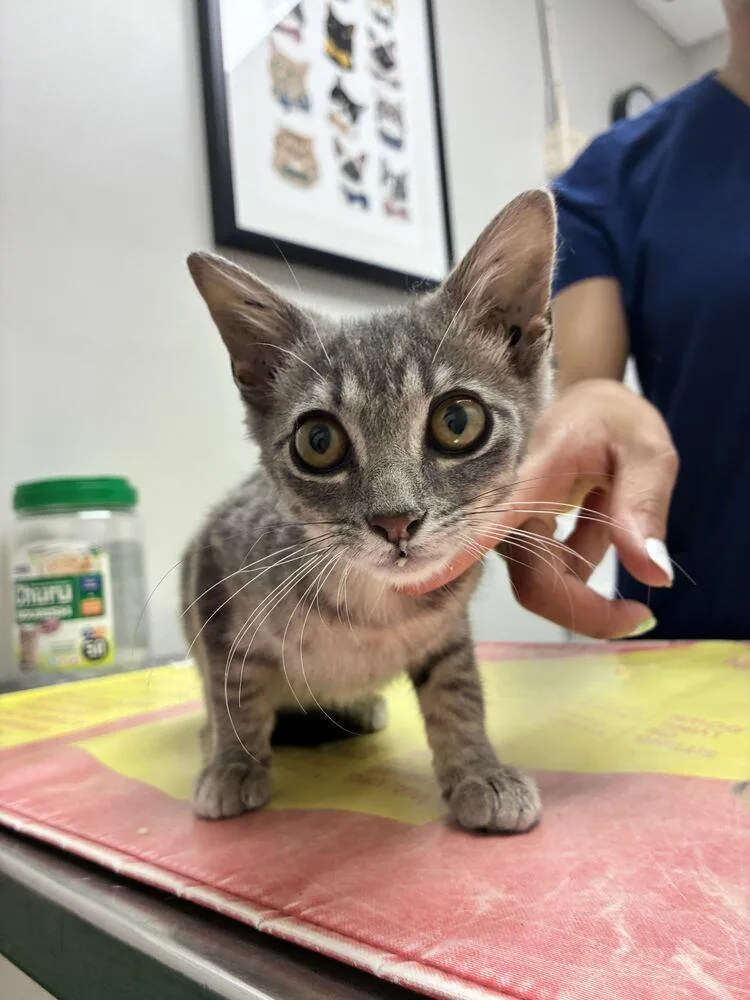 A baby small-sized female Domestic Short Hair cat named Paprika for adoption in Marietta, GA