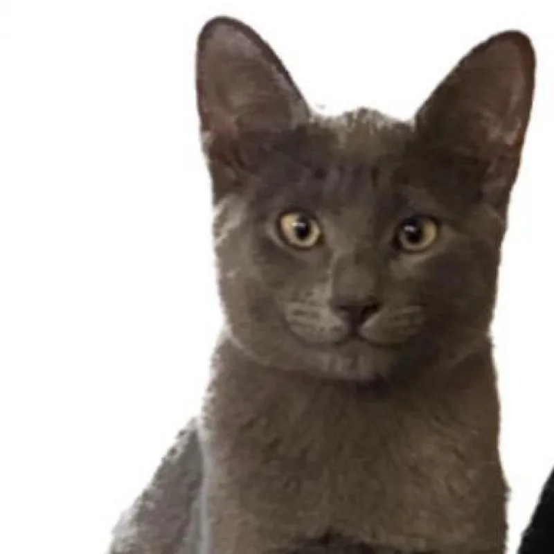 An adult small-sized male Gray / Blue / Silver Domestic Short Hair cat named Ash for adoption in Chatsworth, CA