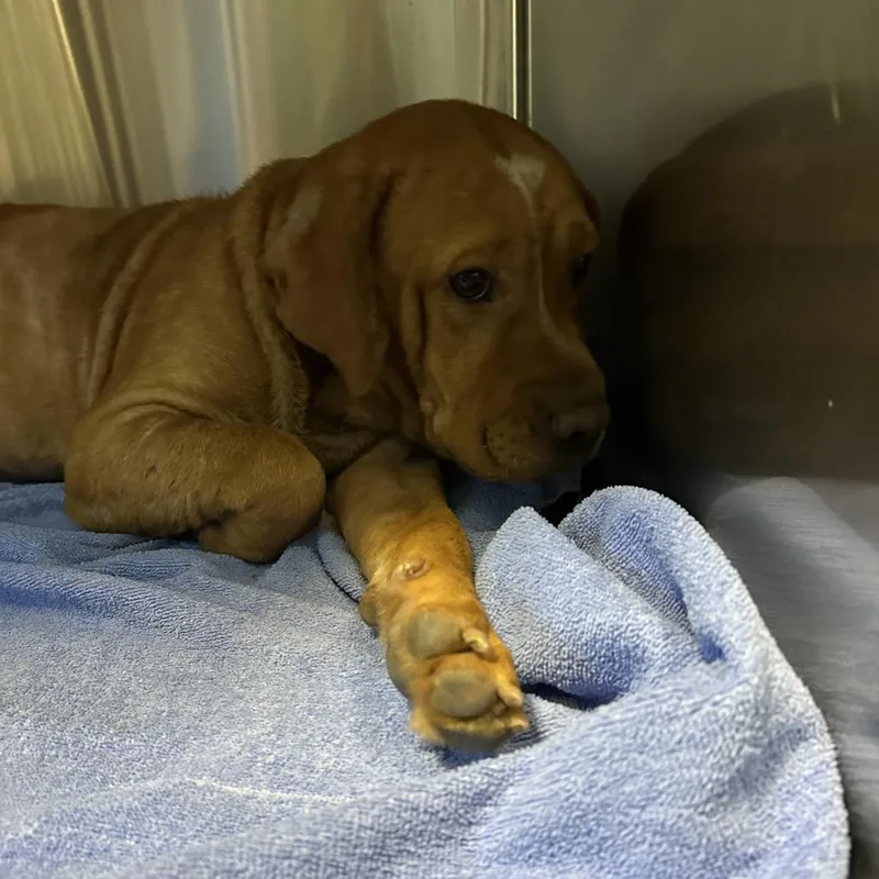 An adult small-sized male Brown / Chocolate Mixed Breed dog named Orange for adoption in Greensboro, NC