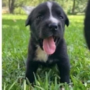A baby small-sized female Black Labrador Retriever dog named Oreos for adoption in Buffalo, MN
