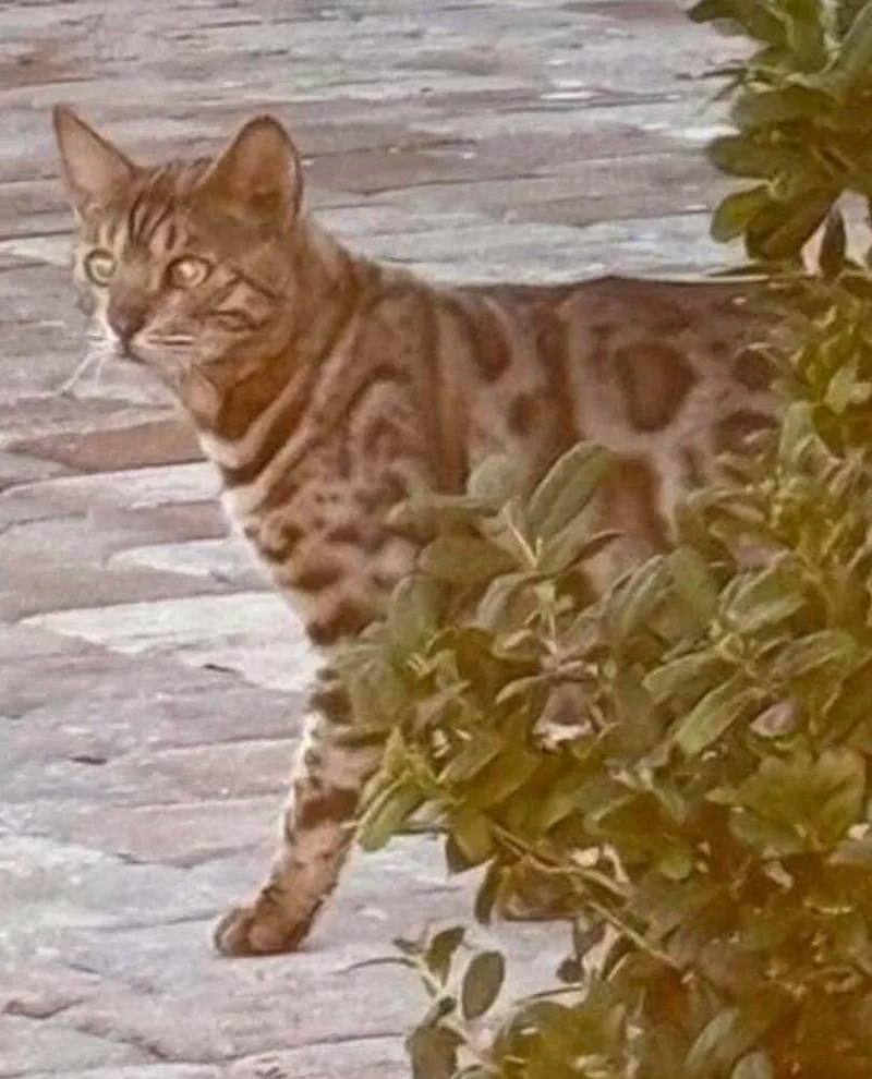 An adult large-sized male Bengal cat named Finneas for adoption in Saint Augustine, FL