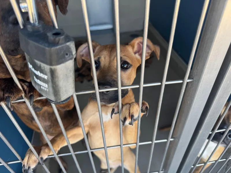 A young small-sized male American Staffordshire Terrier dog named Bele for adoption in Kingman, AZ