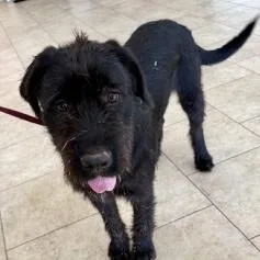 A young large-sized male Black Poodle dog named Henry for adoption in Brooklyn, NY