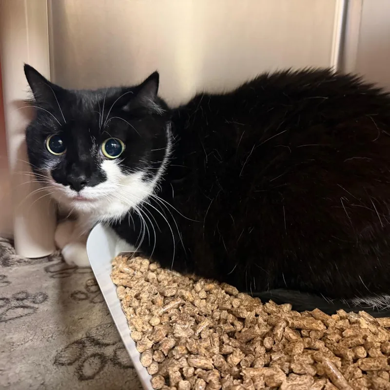 An adult small-sized male Black Domestic Short Hair cat named Bubba for adoption in Perkiomenville, PA