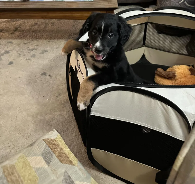A baby large-sized female Tricolor (Brown, Black, & White) Bernadoodle dog named Avalon for adoption in Whiting, NJ