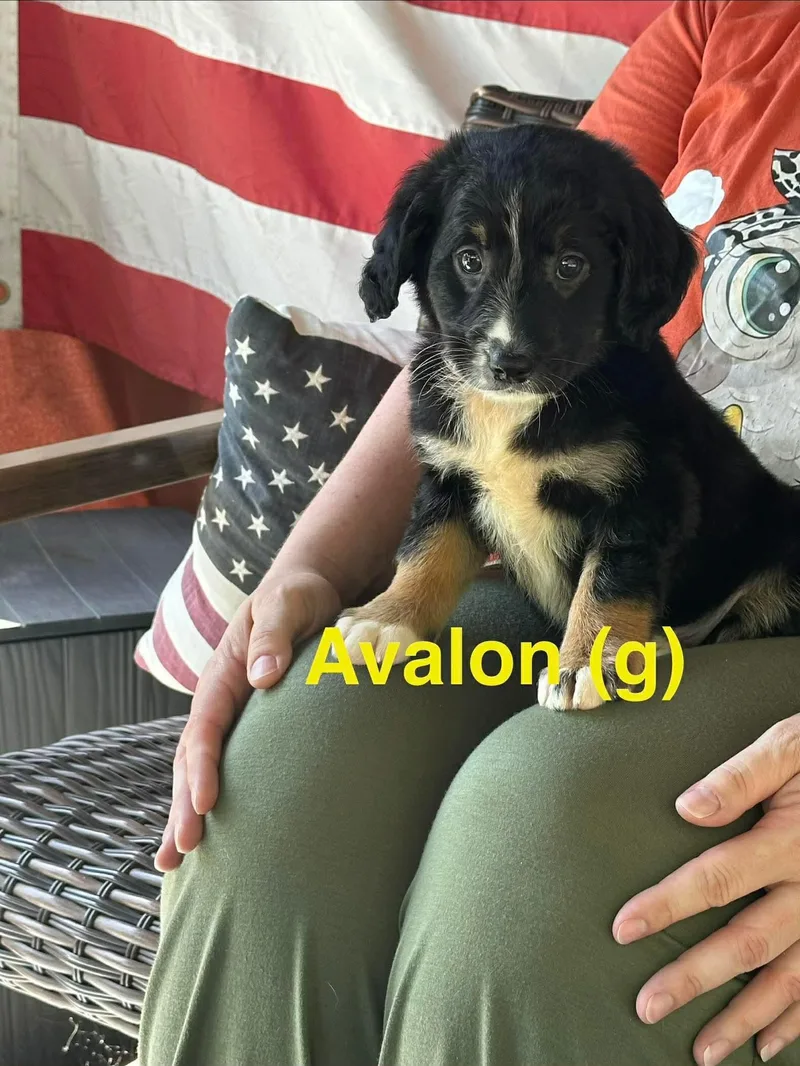 Avalon thumbnail 2
