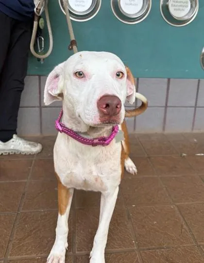 An adult large-sized female Mixed Breed dog named Bridget for adoption in Honolulu, HI