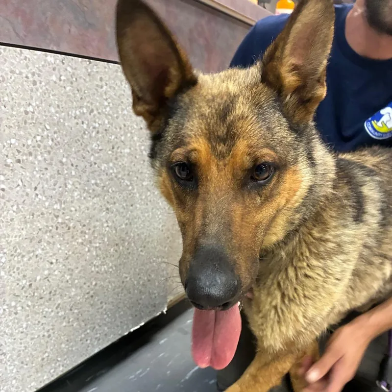 A young medium-sized female Yellow / Tan / Blond / Fawn German Shepherd Dog dog named Amora for adoption in Newark, NJ