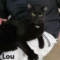 An adult large-sized male Tabby (Brown / Chocolate) Domestic Short Hair cat named Peepers And Lou for adoption in Olympia, WA