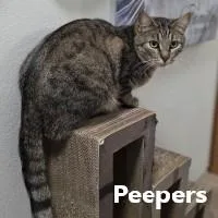 Peepers And Lou thumbnail 2