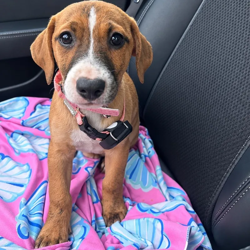 A baby small-sized female Brindle Terrier dog named Shiraz for adoption in Baldwin, MD