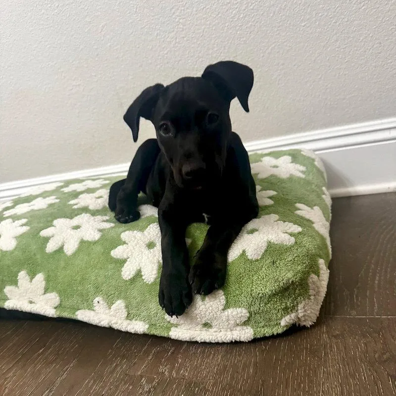 A young medium-sized female Labrador Retriever dog named Viviane for adoption in San Juan Capistrano, CA