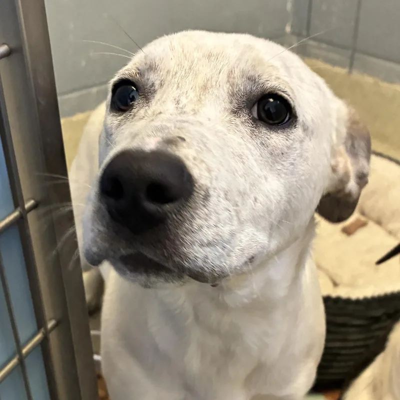 A young medium-sized female White / Cream Pit Bull Terrier dog named Pearl for adoption in Windsor, VA