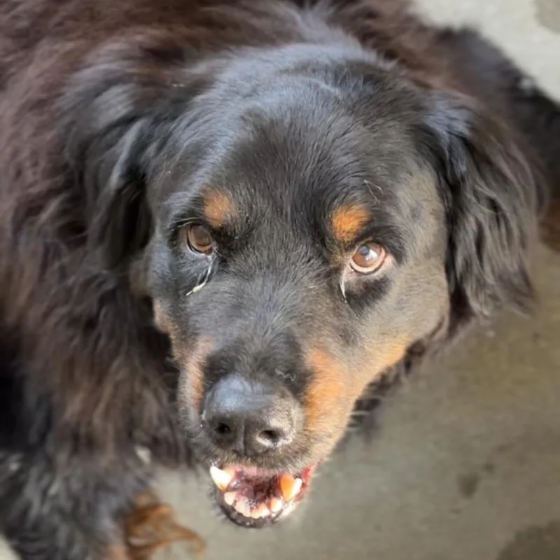 A senior extra large-sized male Mixed Breed dog named Flannel A for adoption in Mission Hills, CA