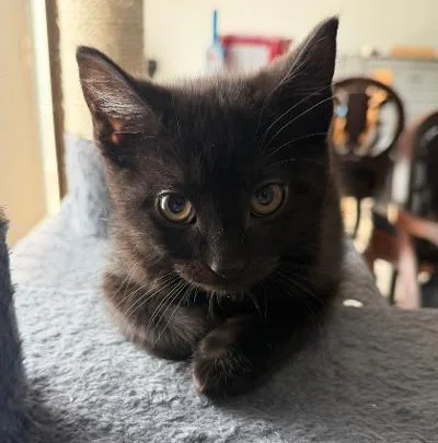 A baby medium-sized male Black Domestic Short Hair cat named Razzle for adoption in Mokena, IL