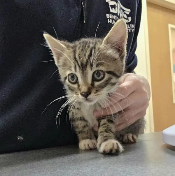 A baby small-sized male Domestic Short Hair cat named Tango for adoption in Kennewick, WA
