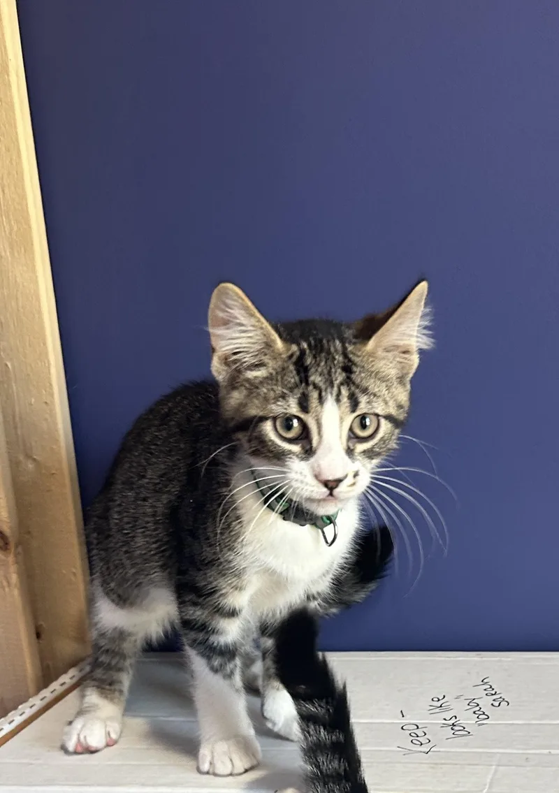 A baby small-sized male Domestic Short Hair cat named Brooks for adoption in Havertown, PA